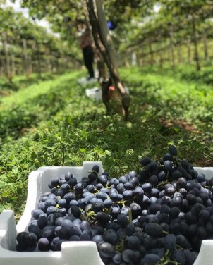 Caixa de isopor para transporte de frutas