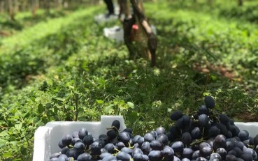 Caixa de isopor para transporte de frutas